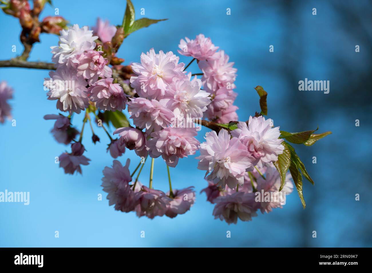 Fleurs de sakura roses sur fond de ciel bleu. Belle scène de la nature avec fleurs de sakura en fleurs Banque D'Images