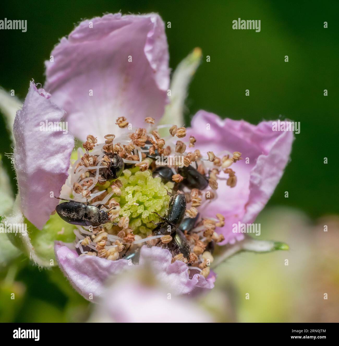 Macro shot montrant beaucoup de coléoptères polliniques communs sur une tête de fleur rose Banque D'Images