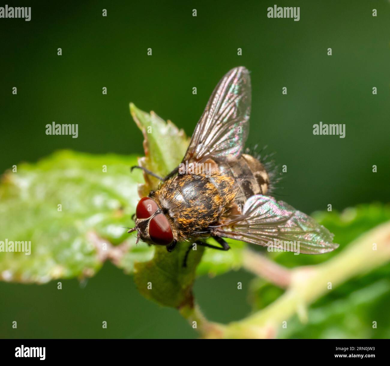 Macro plan d'une mouche commune reposant sur une jeune feuille dans une ambiance ensoleillée Banque D'Images