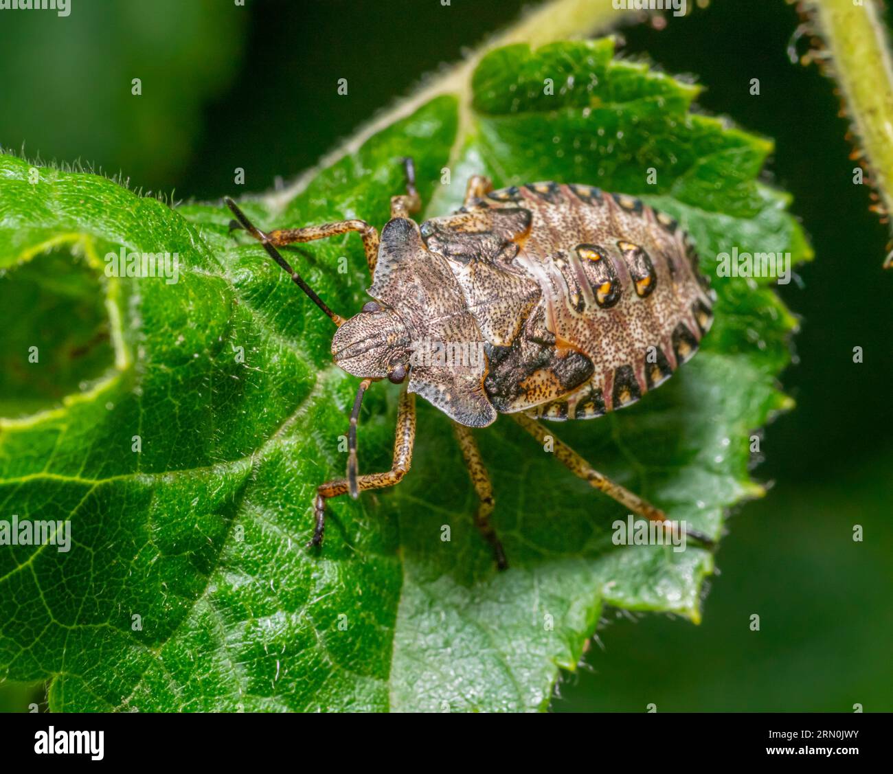 Macro shot montrant la nymphe d'une punaise à pattes rouges sur une feuille verte Banque D'Images