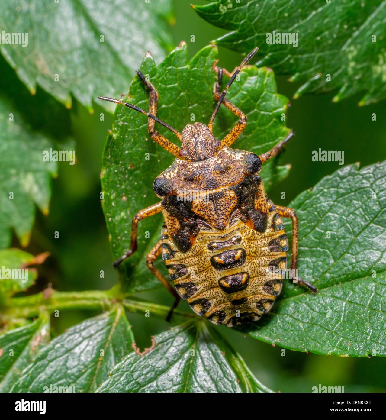 Macro shot montrant la nymphe d'une punaise à pattes rouges sur une feuille verte Banque D'Images