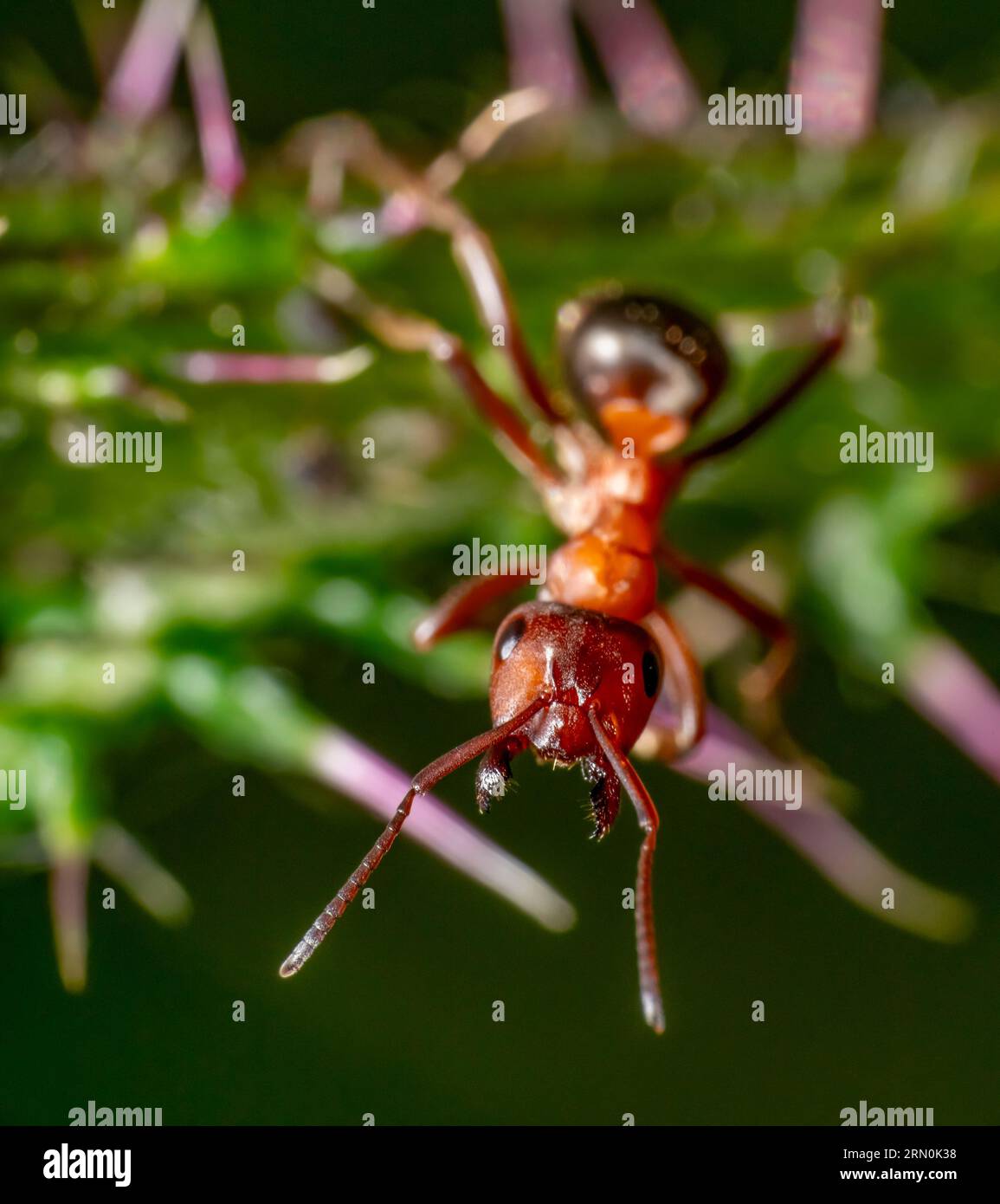 Photo macro d'un portrait agressif de fourmi en bois rouge dans une ambiance naturelle Banque D'Images