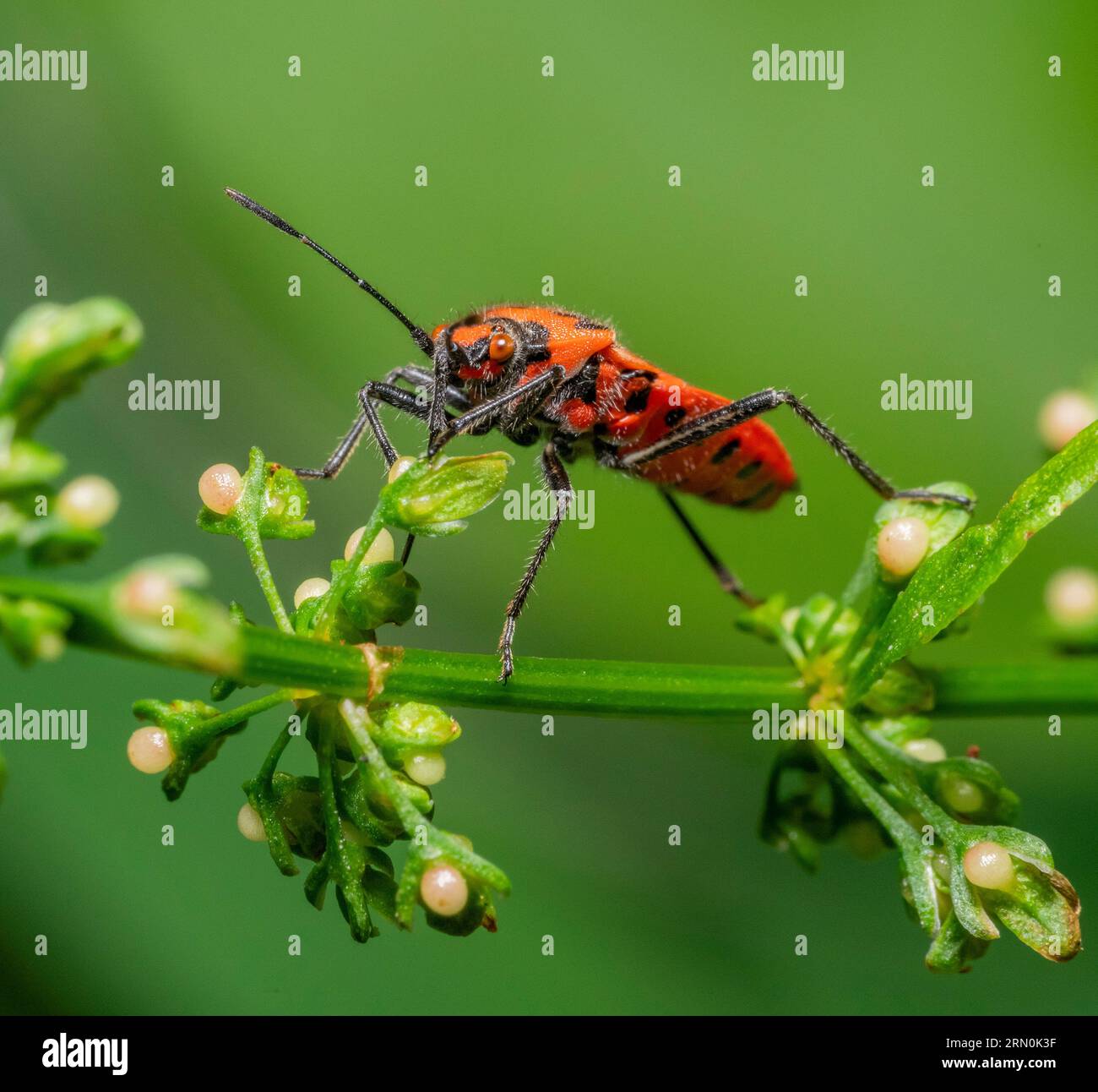 Photo macro à angle bas d'un insecte cannelle sur une tige de plante dans le dos vert Banque D'Images