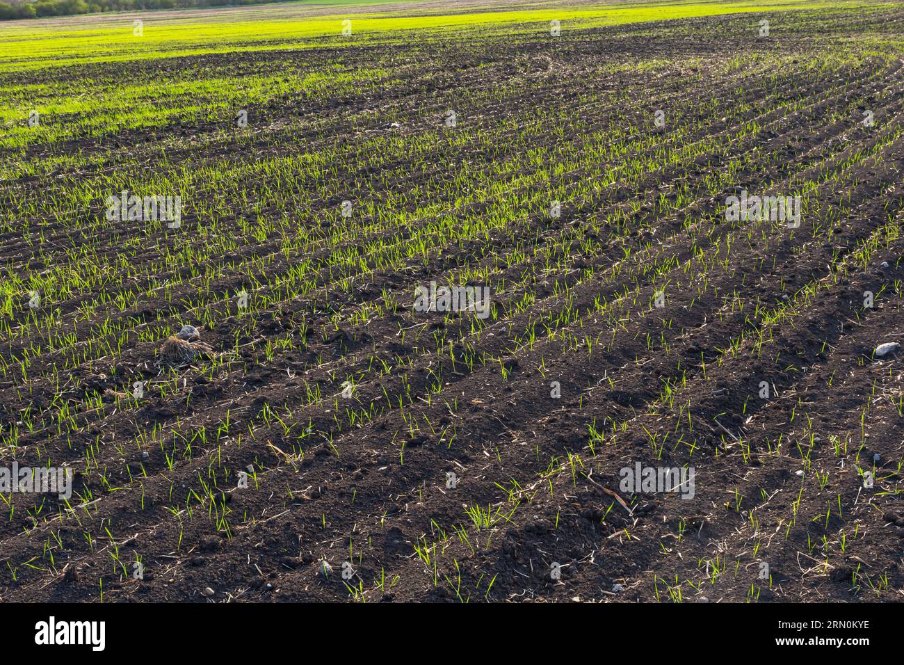 Avec le blé de printemps à pas serré en bon état. Banque D'Images