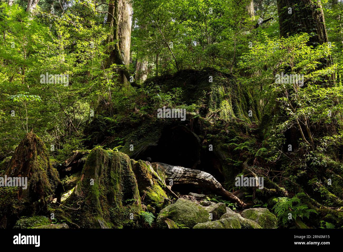 Souche Wilson (souche énorme de cèdre), ancien cèdre géant yakushima, sur Jomonsugi trekking, île de Yakushima, Kagoshima, Japon, Asie Banque D'Images