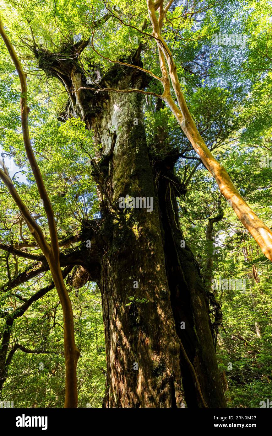 Daiosugi (cèdre roi), un des plus vieux cèdre géant de yakushima, sur Jomonsugi trekking, île de Yakushima, Kagoshima, Japon, Asie Banque D'Images