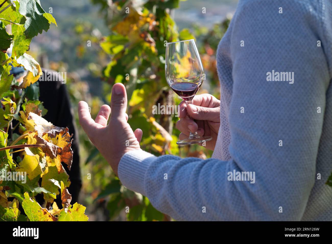 Cornas (sud-est de la France) : balade en minibus Renault vintage et dégustation de vins avec le vigneron Remy Nodin au milieu des vignes. Vignobles et discove Banque D'Images
