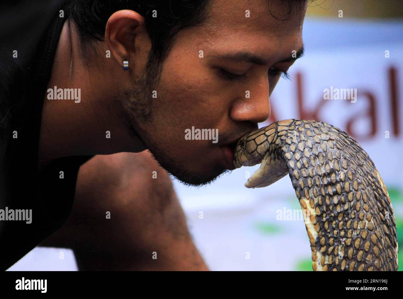 (141207) -- SEMARANG, 7 décembre 2014 -- Un homme embrasse un serpent cobra roi lors d'une représentation pour visiteurs au parc zoologique de Mangkang à Semarang, Indonésie, le 7 décembre 2014. )(zhf) INDONESIA-SEMARANG-DAILY LIFE-SNAKE DhanaxKencana PUBLICATIONxNOTxINxCHN Semarang DEC 7 2014 un homme embrasse un roi Cobra Snake lors d'une représentation pour les visiteurs AU parc zoologique de Semarang Indonesia DEC 7 2014 Indonesia Semarang Daily Life Snake PUBLICATIONxNOTxINxCHN Banque D'Images