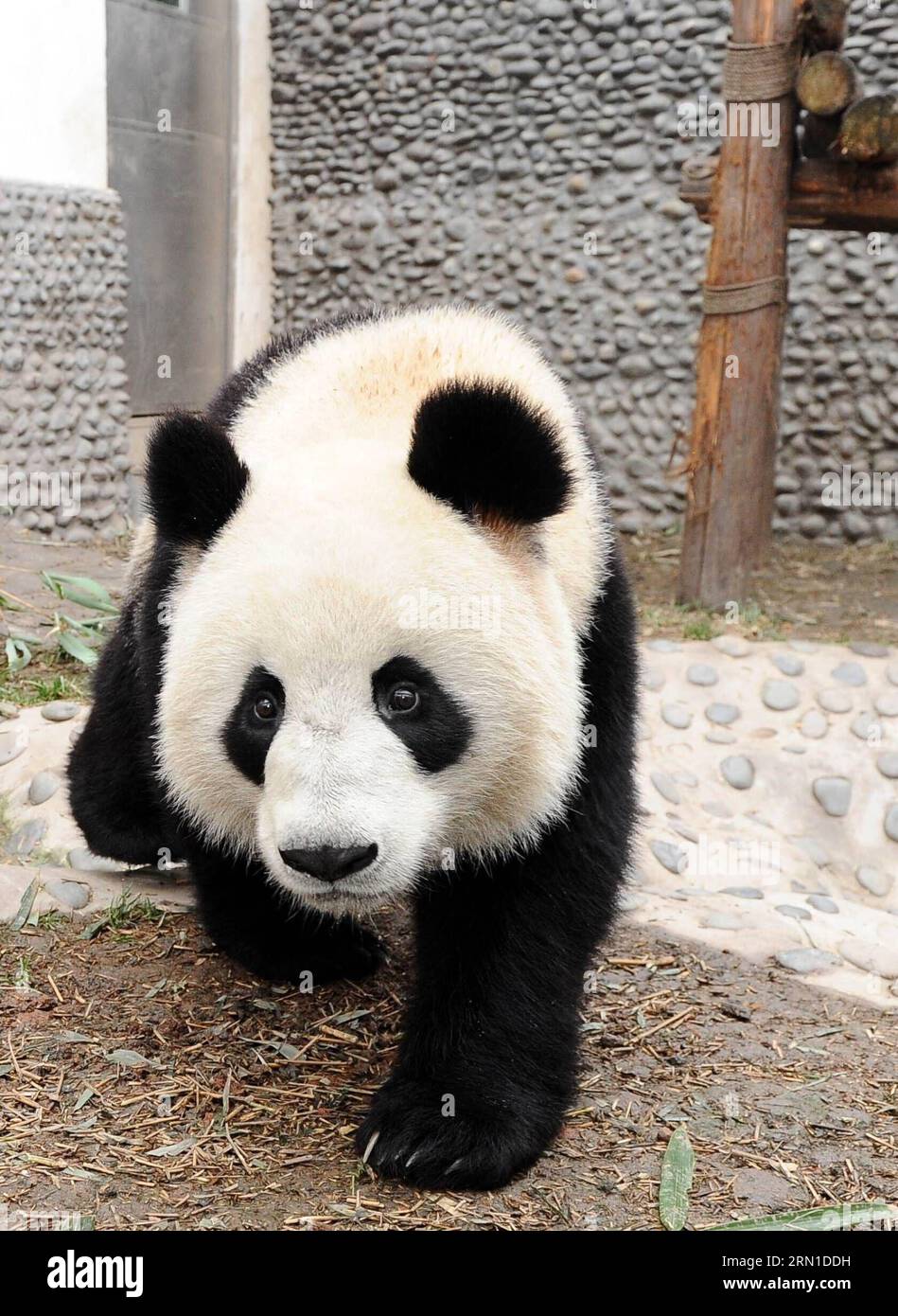 (141219) -- MACAO, 19 décembre 2014 -- dans cette photo de fichier prise le 15 décembre 2010, le panda mâle Kai Kai se promène dans son lieu de naissance, dans la province du Sichuan du sud-ouest de la Chine. Kai Kai, avec Xin Xin, une femme panda décédée d'une insuffisance rénale aiguë et de maladies connexes le 22 juin 2014, ont été présentés par le gouvernement central chinois à Macao en cadeau pour le 10e anniversaire de la région administrative spéciale de Macao (RAS) en 2009. Le gouvernement central chinois va conférer une autre paire de pandas géants à Macao, a déclaré vendredi le président Xi Jinping ici, lors de sa rencontre avec Chui Sai On, chef Banque D'Images