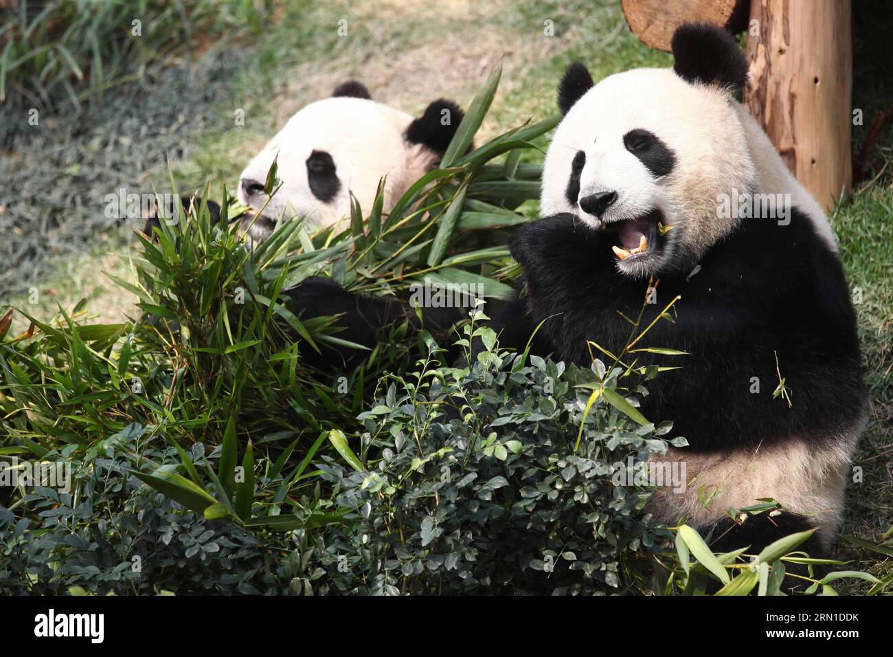 (141219) -- MACAO, 19 décembre 2014 -- dans cette photo prise le 15 décembre 2010, le panda mâle Kai Kai et sa partenaire femelle Xin Xin se nourrissent de feuilles de bambou dans le sud de la chine à Macao. Kai Kai, ainsi que Xin Xin, décédé d'une insuffisance rénale aiguë et de maladies connexes le 22 juin 2014, ont été présentés par le gouvernement central chinois à Macao en cadeau pour le 10e anniversaire de la région administrative spéciale de Macao (RAS) en 2009. Le gouvernement central chinois va conférer une autre paire de pandas géants à Macao, a déclaré vendredi le président Xi Jinping ici, lors de sa rencontre avec Chui Sai On, directeur général Banque D'Images