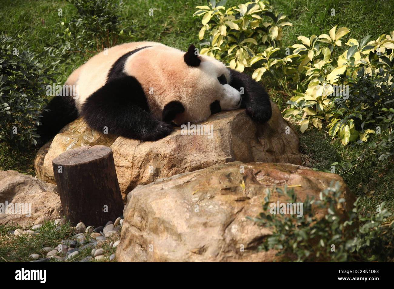 (141219) -- MACAO, 19 décembre 2014 -- dans cette photo de dossier prise le 4 février 2011, la femelle panda Xin Xin prend un repos à Macao, dans le sud de la Chine. Il est décédé d'une insuffisance rénale aiguë et de maladies connexes le 22 juin 2014. Xin Xin, avec Kai Kai, un panda mâle, ont été présentés par le gouvernement central chinois à Macao en cadeau pour le 10e anniversaire de la région administrative spéciale de Macao (RAS) en 2009. Le gouvernement central chinois va conférer une autre paire de pandas géants à Macao, a déclaré vendredi le président Xi Jinping ici, lors de sa rencontre avec Chui Sai On, directeur général de la RAS de Macao. (lmm) Banque D'Images