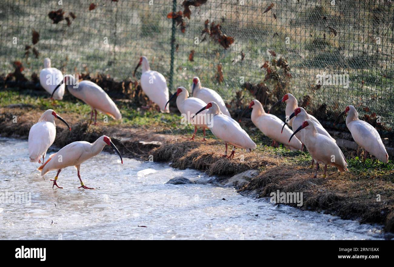 (141223) -- BEIJING, 23 décembre 2014 -- les bouquetins à crête, une espèce d'oiseau menacée qui aurait autrefois disparu en Chine, restent en cage dans une base d'entraînement à la renaissance de la ville de Tongchuan, dans la province du Shaanxi, au nord-ouest de la Chine, le 23 décembre 2014. L'ibis à crête, également connu sous le nom d'ibis à crête japonais, est grand avec un plumage blanc, et avant les années 1930, il avait prospéré au Japon, en Chine, en Russie et dans la péninsule coréenne. Mais sa population a été fortement réduite en raison des guerres, des catastrophes naturelles, de la chasse et d'autres activités humaines. (zkr) CHINA-SHAANXI-CRESTED IBIS-RE-WILDING TRAINING(CN) DingxHaitao PUBLICATIONxNOTx Banque D'Images