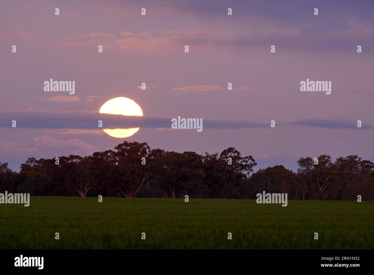 Barmah Victoria Australie 31 août 2023, la rare Super Lune bleue s'élevant au-dessus des Gumtrees sur la Murray River Barmah Australie crédit PjHickox/Alamy Live News Banque D'Images