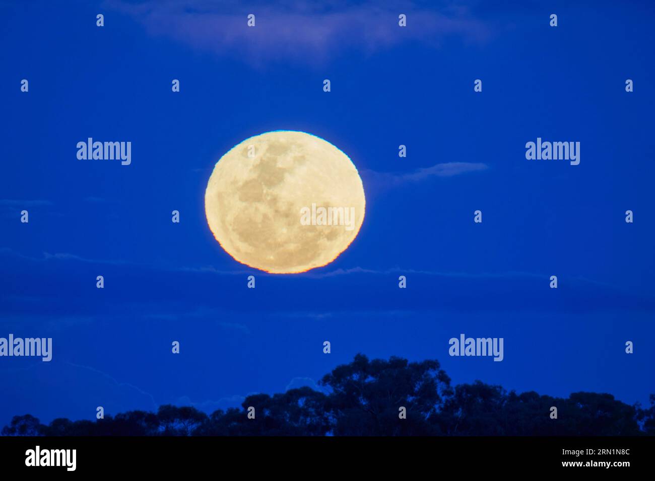 Barmah Victoria Australie 31 août 2023, la rare Super Lune bleue s'élevant au-dessus des Gumtrees sur la Murray River Barmah Australie crédit PjHickox/Alamy Live News Banque D'Images