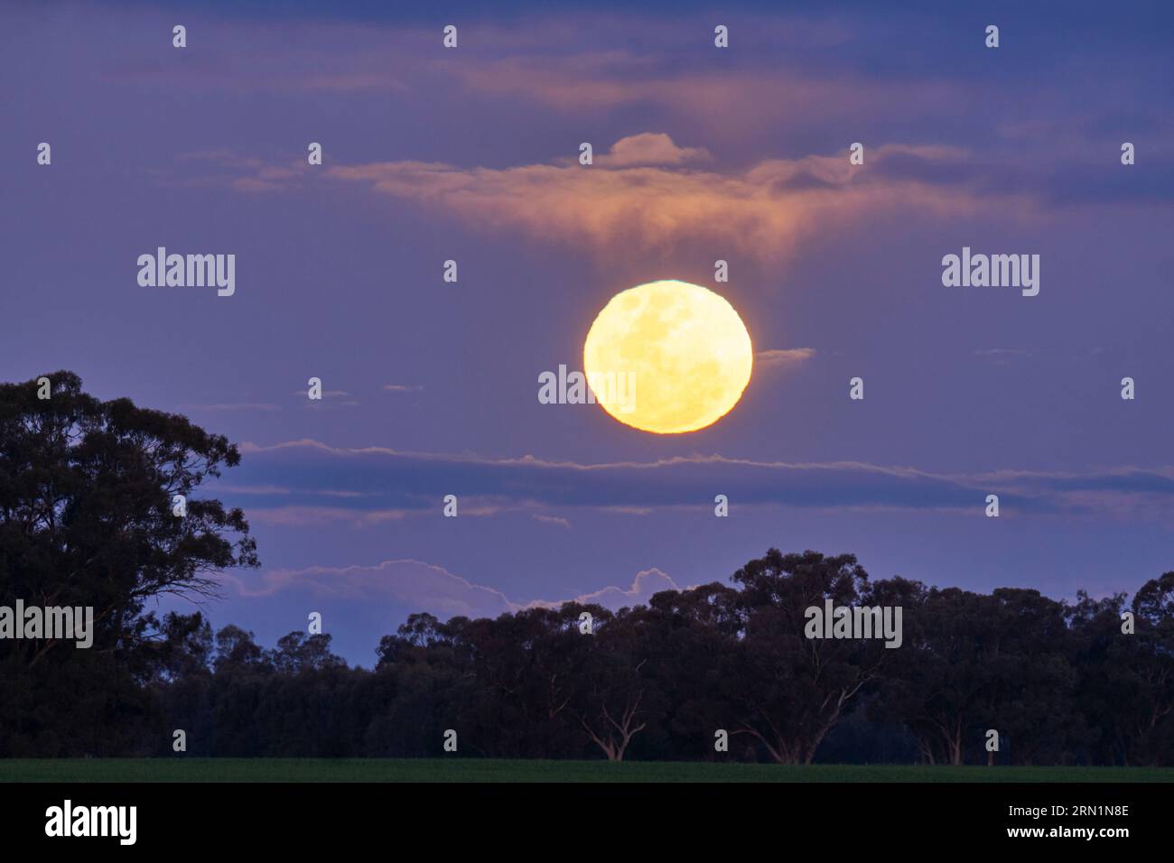 Barmah Victoria Australie 31 août 2023, la rare Super Lune bleue s'élevant au-dessus des Gumtrees sur la Murray River Barmah Australie crédit PjHickox/Alamy Live News Banque D'Images