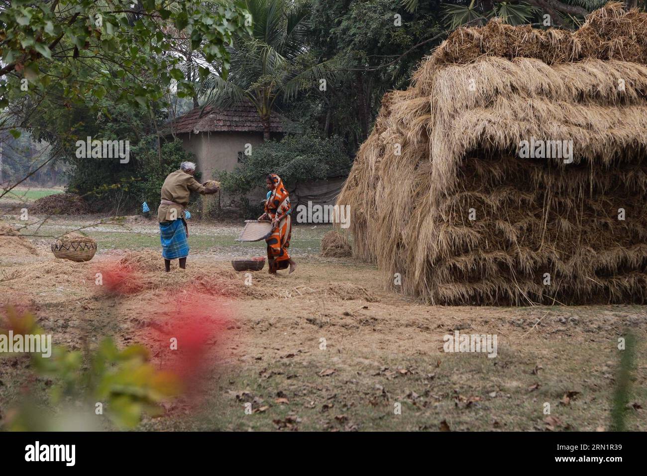 Des villageois tamisent du riz dans un village près de Diamond Harbor, au Bengale occidental, en Inde, le 16 janvier 2015. En dépit de l'environnement paisible dans les villages du delta du Gange, la vie rurale apporte à la population locale un revenu moyen de moins de 100 roupies (environ 1,6 dollars américains) par jour. En raison de la médiocrité des transports et du manque d'industrie, les villageois gagnent leur pain et leur beurre en effectuant des travaux à forte intensité de main-d'œuvre tels que la collecte de jus de palmiers, l'agriculture saisonnière et les cigarettes roulées à la main, qui font des villages du delta du Gange l'une des régions les plus pauvres du pays. INDE-GANGES DELTA-DAILY L Banque D'Images