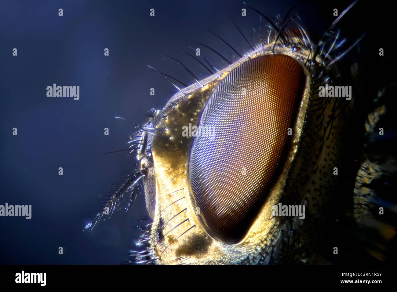 Image microscopique de l'oeil composé d'une mouche Banque D'Images