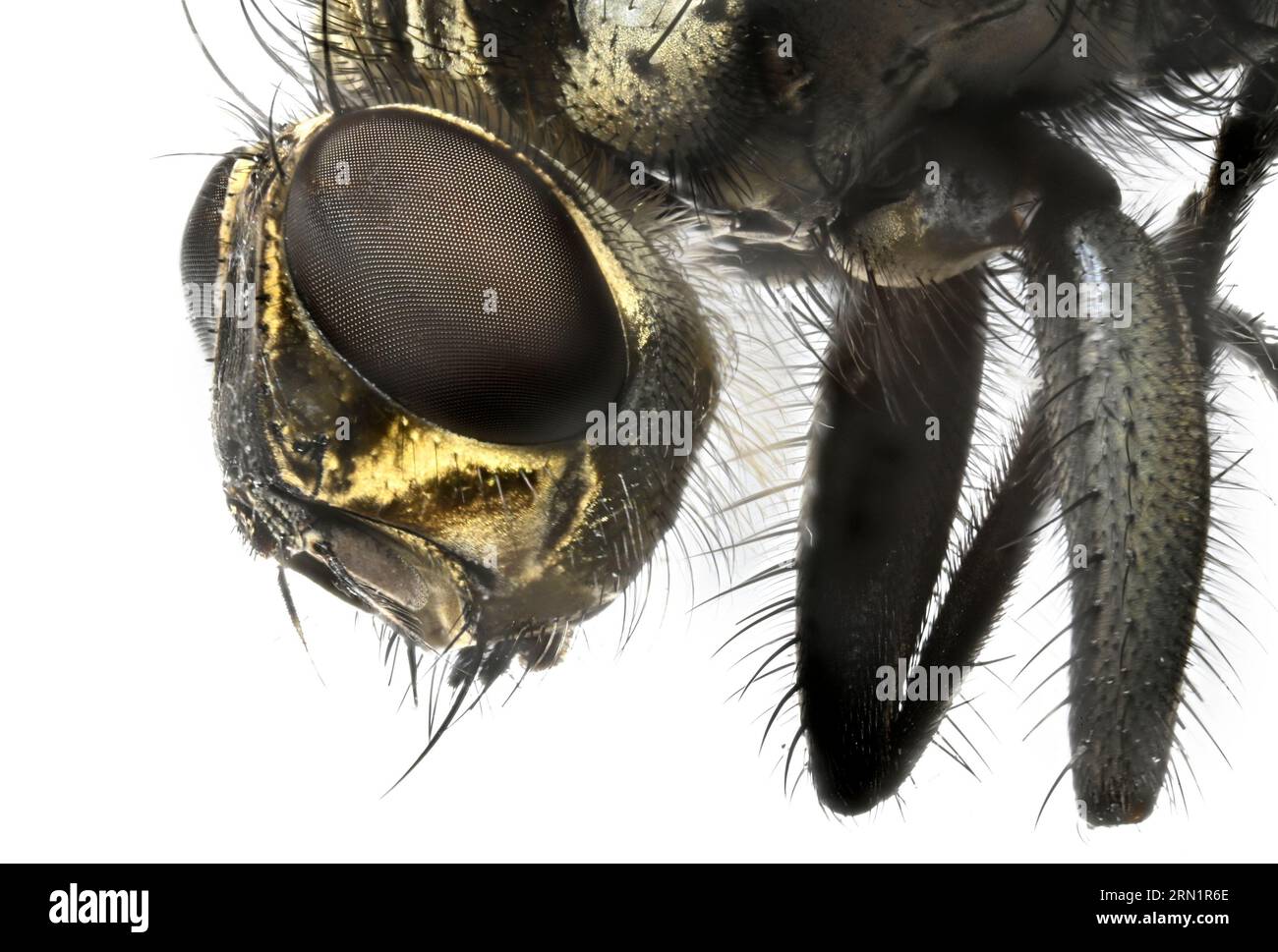 Image en gros plan d'une mouche montrant les détails de la tête et des poils sur le corps. Banque D'Images