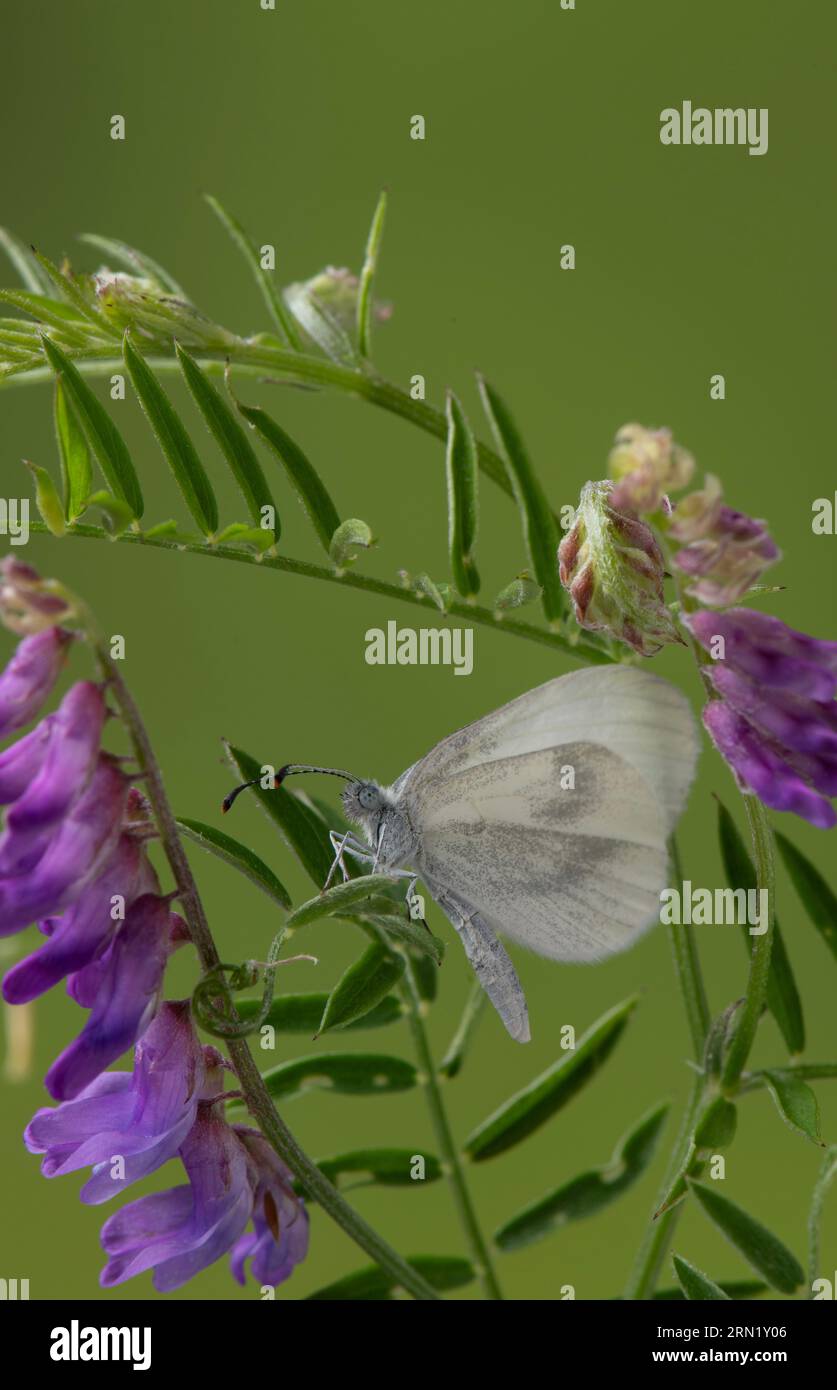 Papillon blanc en bois : Leptidea sinapis. Spécimen contrôlé et élevé. Banque D'Images
