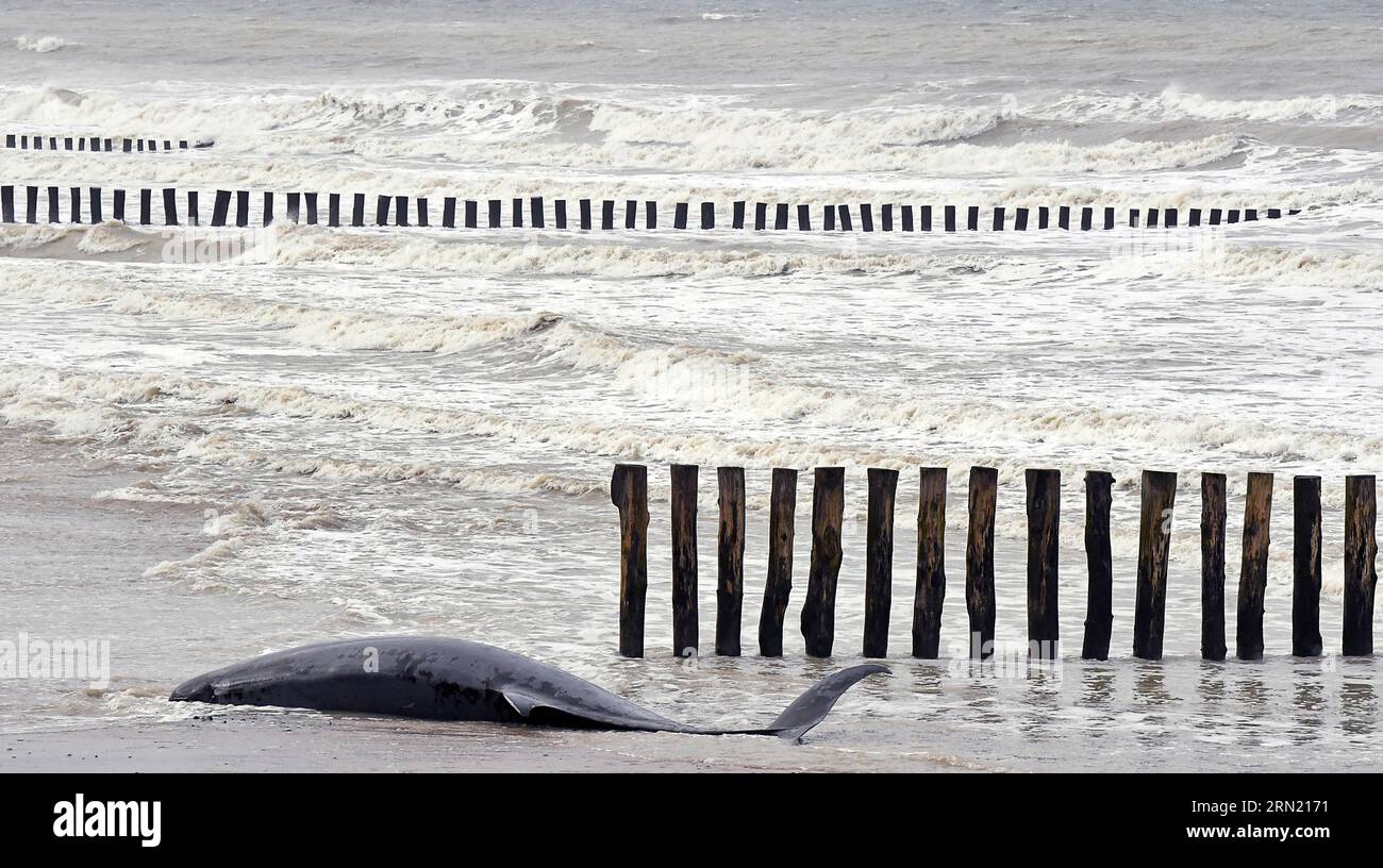 Sangatte Bleriot Plage (nord de la France), 7 novembre 2022 : le grand rorqual (hyperoodon ampullatus) s'est échoué sur la plage, espèce de bea Banque D'Images