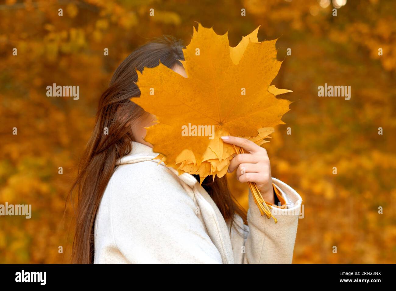 méconnaissable femme cache le visage derrière le bouquet de feuilles tombées dans le parc d'automne à l'extérieur Banque D'Images