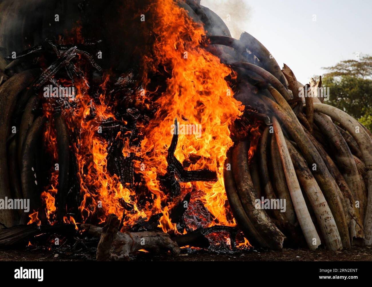 (150303) -- NAIROBI, le 3 mars 2015 -- une photo prise le 3 mars 2015 montre le site de combustion d'ivoire de contrebande à Nairobi, au Kenya. Mardi, le président kenyan Uhuru Kenyatta a incendié 15 tonnes d'ivoire de contrebande et a promis d'intensifier la guerre en cours contre les crimes contre les espèces sauvages dans le pays. Selon le Programme des Nations Unies pour l’environnement (PNUE), l’Afrique abritait environ 500 000 30 000 éléphants, mais en perdait chaque année à cause du braconnage. PAN Siwei) KENYA-NAIROBI-CONTREBANDE IVORY-BURNING PanxSixWei PUBLICATIONxNOTxINxCHN Nairobi Mars 3 2015 la photo prise LE 3 2015 mars montre le site de Burni Banque D'Images