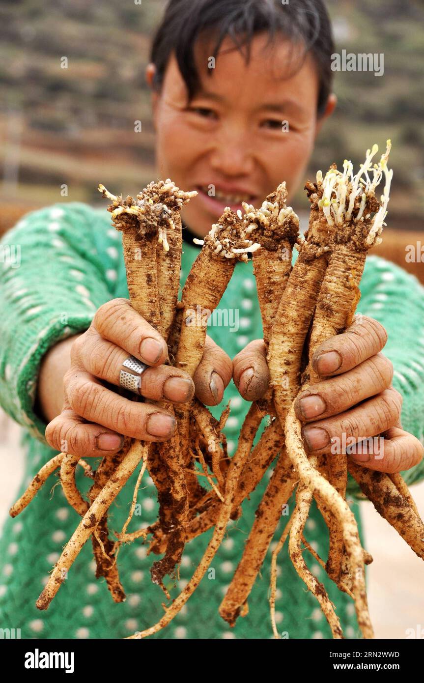 WEINING, le 26 mars 2015 -- un résident montre du matériel médicinal chinois codonopsis pilosula dans le comté de Weining, dans la province du Guizhou au sud-ouest de la Chine, le 26 mars 2015. La superficie de plantation de plantes médicinales s'élevait à 161 000 mu (environ 10 733 hectares) en 2014 dans le comté, avec une valeur de production de plus de 700 millions de yuans (112,6 millions de dollars américains). (mp) CHINE-GUIZHOU-WEINING COUNTY-HERBAL MEDICINE (CN) YangxWenbin PUBLICATIONxNOTxINxCHN Weining Mars 26 2015 un résident montre du matériel médicinal chinois Codonopsis pilosula dans le comté de Weining Sud-Ouest Chine S Guizhou province Mars 26 2015 le Pla Banque D'Images