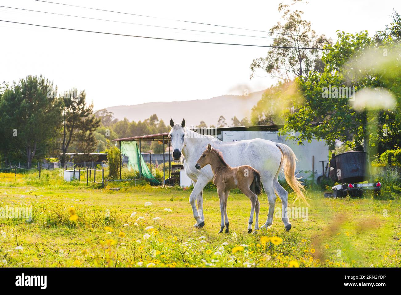 J'ai arrêté la voiture pour prendre quelques photos de ces 2 beaux chevaux à Barcelos, Portugal. Banque D'Images