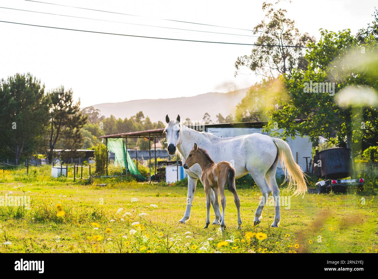 J'ai arrêté la voiture pour prendre quelques photos de ces 2 beaux chevaux à Barcelos, Portugal. Banque D'Images