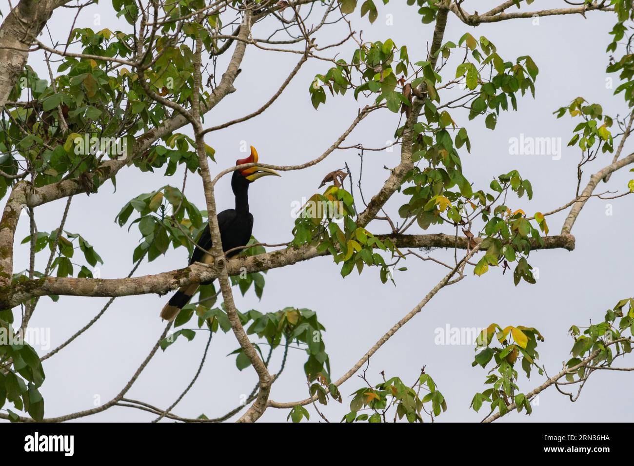 Incroyable gros plan d'un hornbill de rhinocéros sauvage sur un arbre Banque D'Images