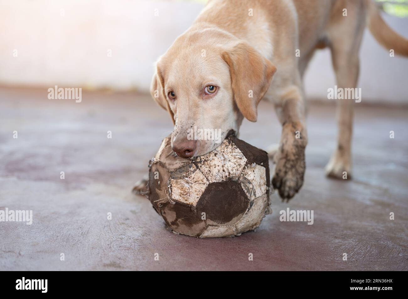 Sale labrador chien jouer avec la balle mordant dans la cour Banque D'Images