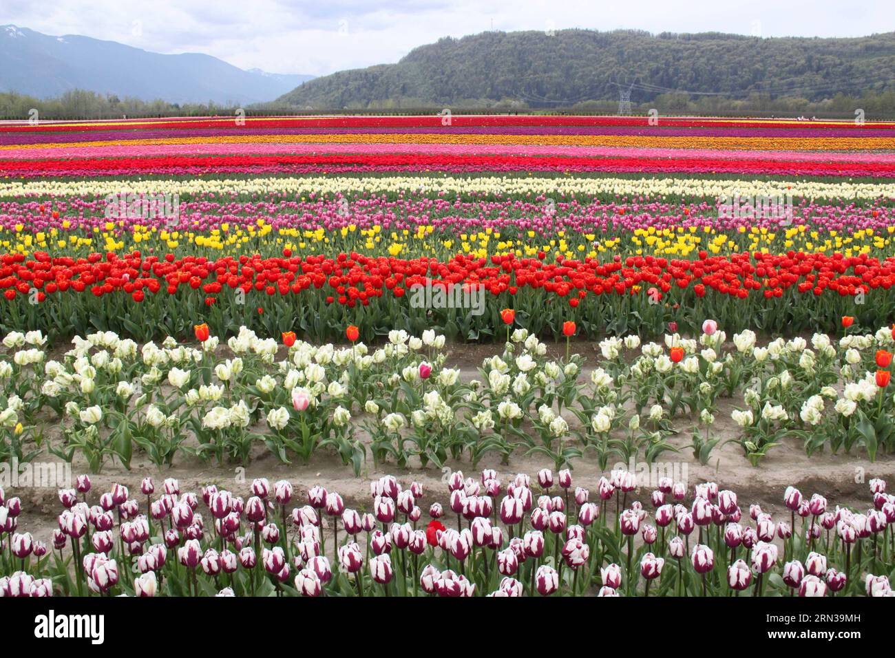 (150411) -- VANCOUVER, -- une photo prise le 10 avril 2015 montre des tulipes dans la vallée du Fraser au Canada en Colombie-Britannique. Plus de 30 acres de terres agricoles ont été plantées avec 25 variétés de tulipes et des millions de bulbes dans la vallée du Fraser. Le festival de la tulipe de la vallée, d'une durée de deux semaines, attire des milliers de visiteurs chaque année depuis 2006. CANADA-FRASER VALLEY-TULIPES WanxBin PUBLICATIONxNOTxINxCHN Vancouver une photo prise LE 10 2015 avril montre des TULIPES dans la vallée du Fraser au Canada S Colombie-Britannique plus de 30 hectares de terres agricoles ont été plantés avec 25 variétés de TULIPES et des millions de bulbes dans Frase Banque D'Images