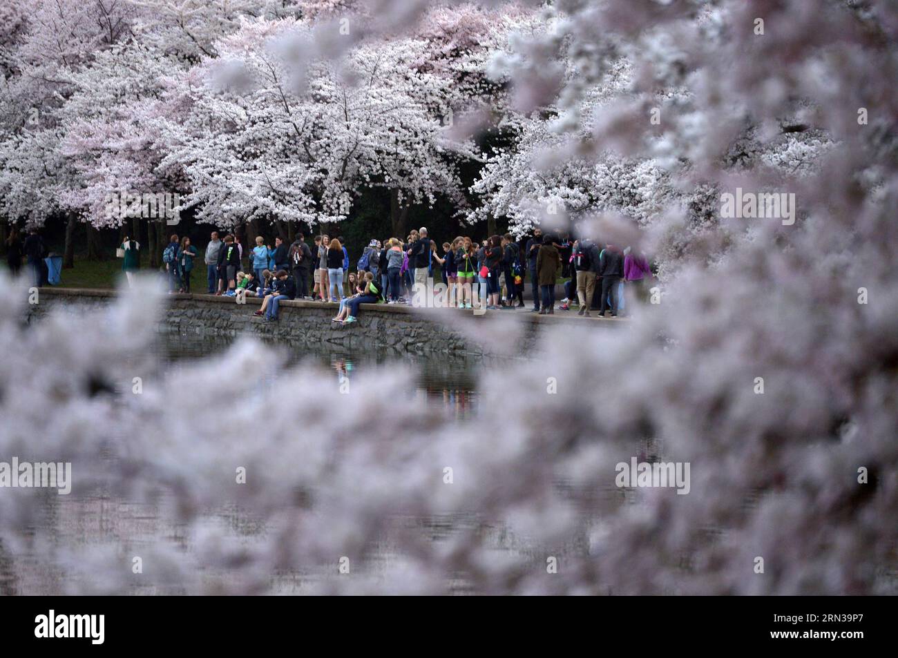 (150411) -- WASHINGTON D.C., -- les gens marchent le long des cerisiers autour du bassin de marée à Washington D.C., capitale des États-Unis, 10 avril 2015. Les cerisiers en fleurs dans la capitale américaine sont à leur apogée. )(lmz) U.S.-WASHINGTON DC-CHERRY BLOSSOM YinxBogu PUBLICATIONxNOTxINxCHN Washington D C célébrités marchent le long des cerisiers autour du bassin des marées à Washington D C capitale des États-Unis avril 10 2015 les cerisiers en fleurs à U S Capital sont SUR leur pic Bloom U S Washington D C Cherry Blossom YinxBogu PUBLICATIONxNOTxINxCHN Banque D'Images