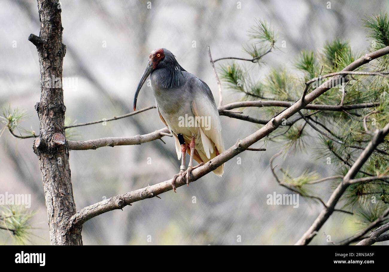 (150411) -- XI AN, 11 avril 2015 -- une photo prise le 11 avril 2015 montre un ibis à crête lors d'une activité de libération dans la ville de Tongchuan, dans la province du Shaanxi au nord-ouest de la Chine. Un total de 30 ibis élevés artificiellement ont été libérés dans la nature samedi. L'ibis à crête, également connu sous le nom d'ibis à crête japonais, est grand avec un plumage blanc, et avant les années 1930, il avait prospéré au Japon, en Chine, en Russie et dans la péninsule coréenne. Mais sa population a été fortement réduite en raison des guerres, des catastrophes naturelles, de la chasse et d'autres activités humaines. (YXB) CHINA-SHAANXI-CRESTED IBIS-RELEASE (CN) LIUXXIAO PUBLICA Banque D'Images