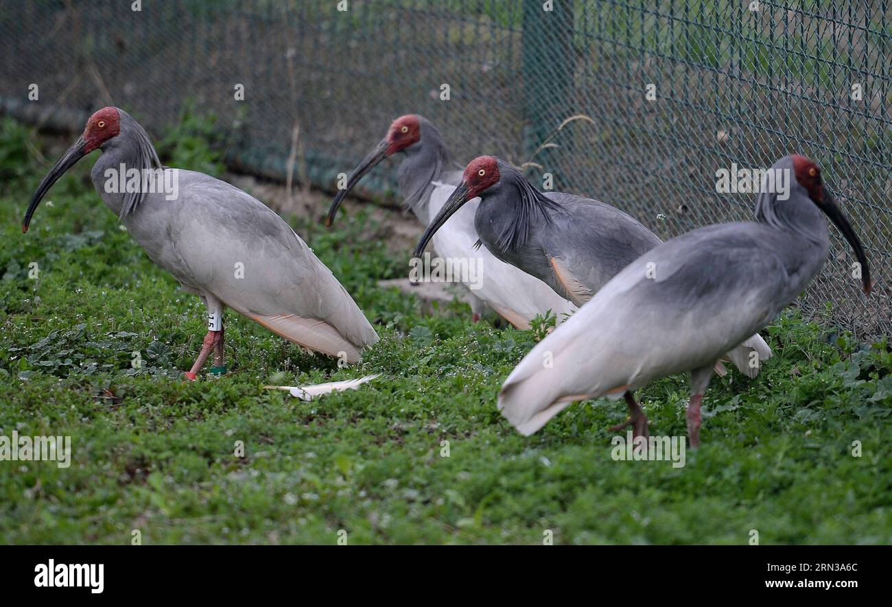 (150411) -- XI AN, 11 avril 2015 -- une photo prise le 11 avril 2015 montre ibis Crested lors d'une activité de libération dans la ville de Tongchuan, province du Shaanxi au nord-ouest de la Chine. Un total de 30 ibis élevés artificiellement ont été libérés dans la nature samedi. L'ibis à crête, également connu sous le nom d'ibis à crête japonais, est grand avec un plumage blanc, et avant les années 1930, il avait prospéré au Japon, en Chine, en Russie et dans la péninsule coréenne. Mais sa population a été fortement réduite en raison des guerres, des catastrophes naturelles, de la chasse et d'autres activités humaines. (YXB) CHINA-SHAANXI-CRESTED IBIS-RELEASE (CN) LIUXXIAO PUBLICATI Banque D'Images