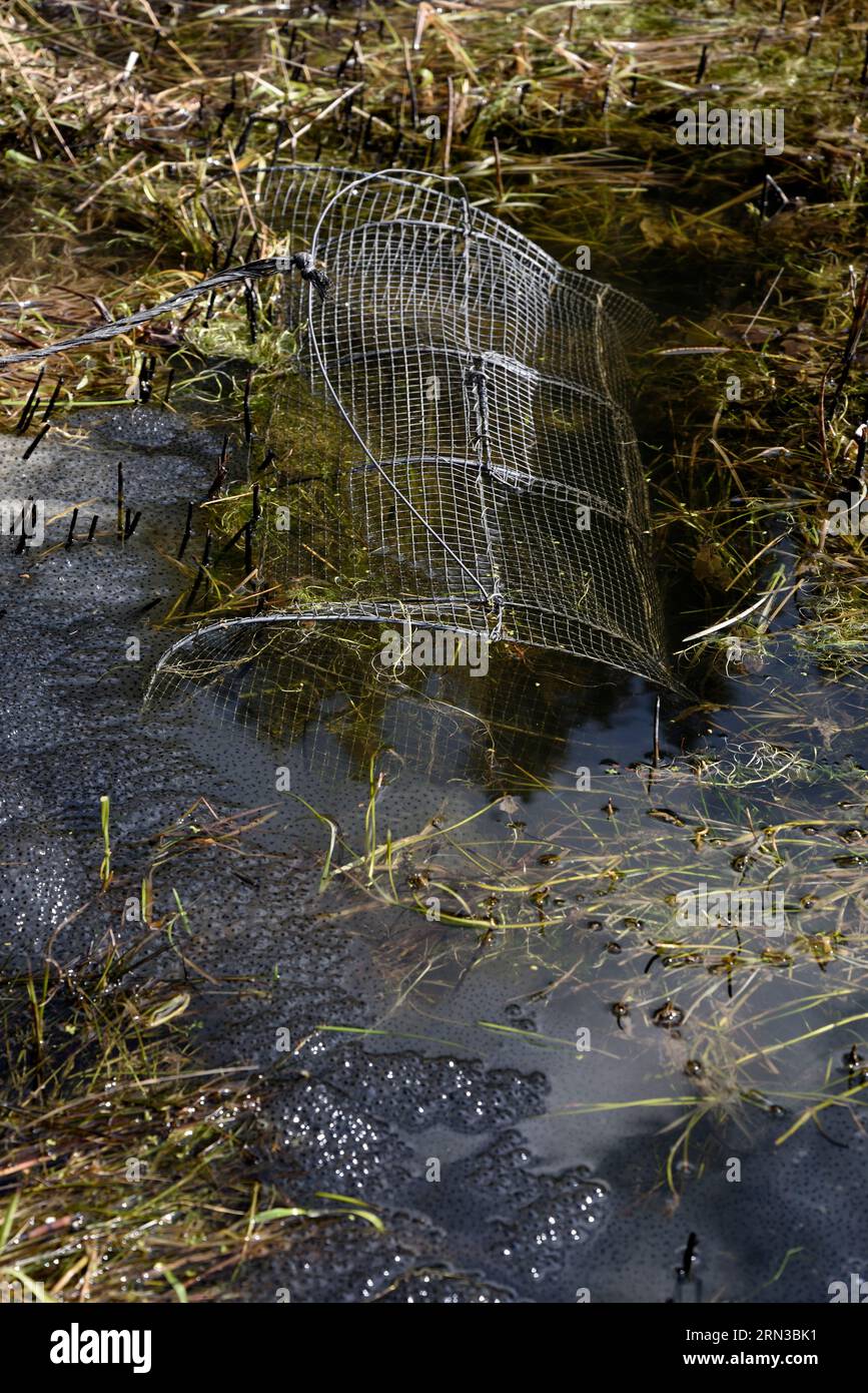 France, Doubs, près de Pontarlier, chez un éleveur de grenouilles en mars, étang, piège pour attraper les grenouilles (Rana temporaria), ponte Banque D'Images