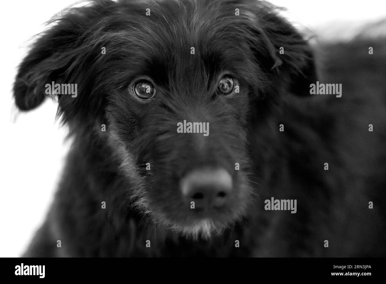 Chien noir de race croisée chiot regardant l'appareil photo, gros plan portrait Banque D'Images