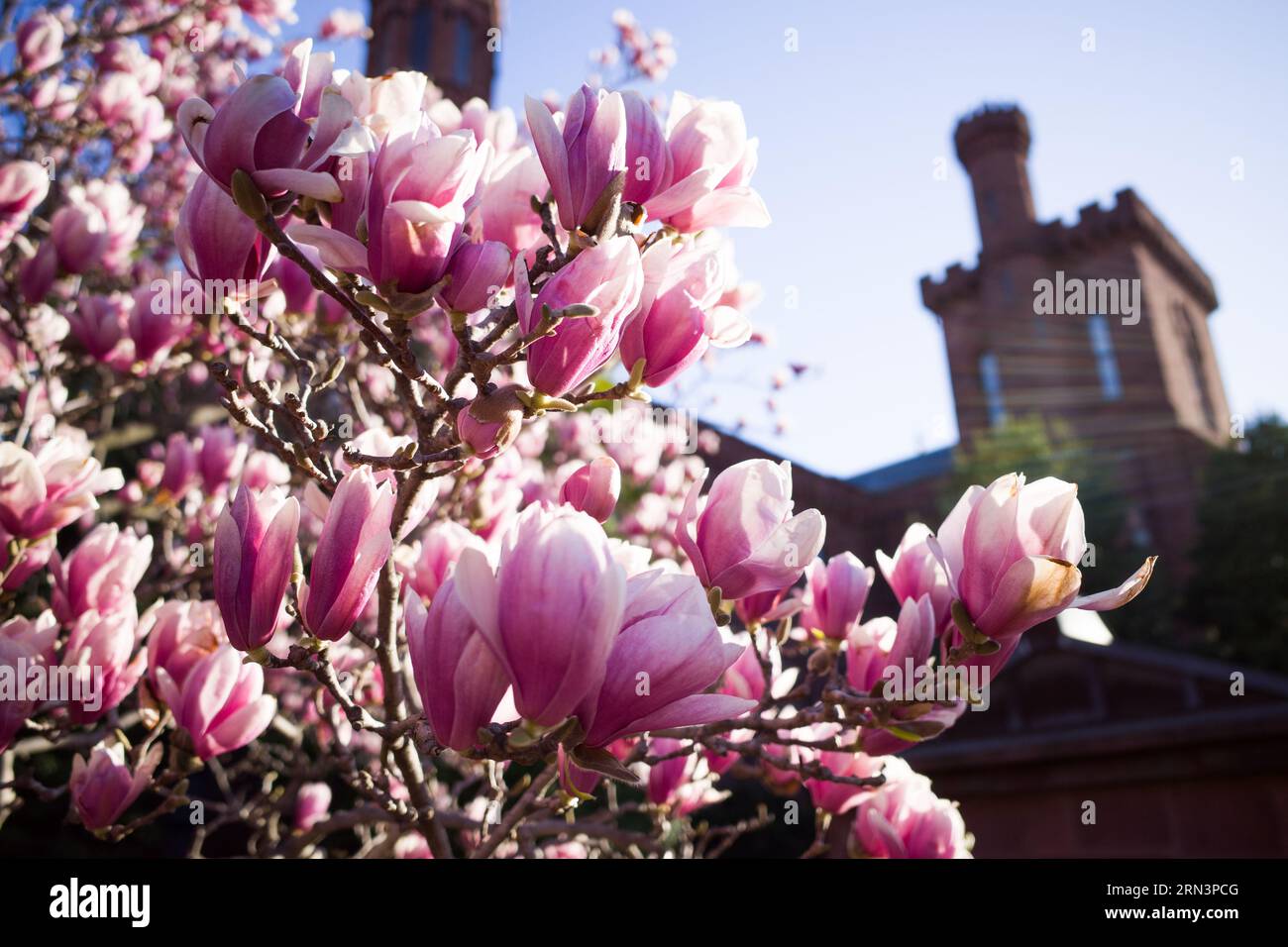 Magnolias de soucoupe Enid A Haupt Garden Washington DC // WASHINGTON DC — les Magnolias de soucoupe fleurissent dans le jardin Enid A Haupt, offrant une exposition vibrante sur fond de château Smithsonian. Le jardin, adjacent au National Mall, offre un endroit serein pour les résidents et les touristes, présentant une grande variété d'espèces végétales importantes pour la région. Une partie du château de Smithsonian peut être vue en arrière-plan. Banque D'Images