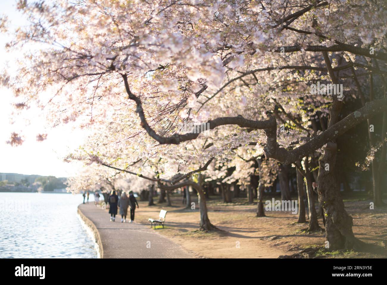 WASHINGTON DC, États-Unis — les cerisiers en pleine floraison enveloppent le bassin Tidal, marquant le début du printemps dans la capitale nationale. Cet événement annuel attire des milliers de personnes, symbolisant l'amitié durable entre les États-Unis et le Japon, un cadeau de Tokyo en 1912. Banque D'Images