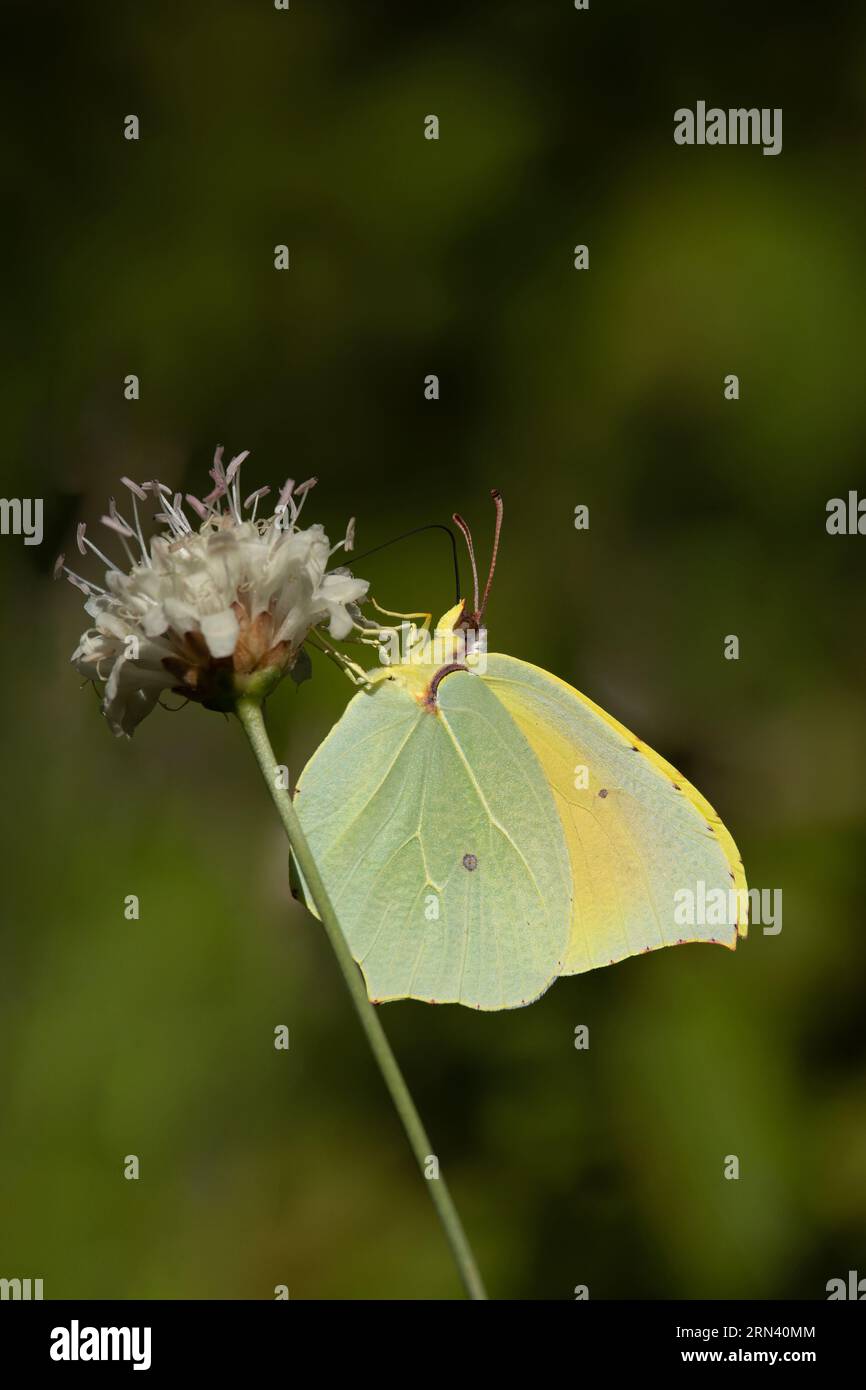 Cléopâtre (Gonepteryx cléopâtre) mâle Pyrénées Espagne août 2023 Banque D'Images