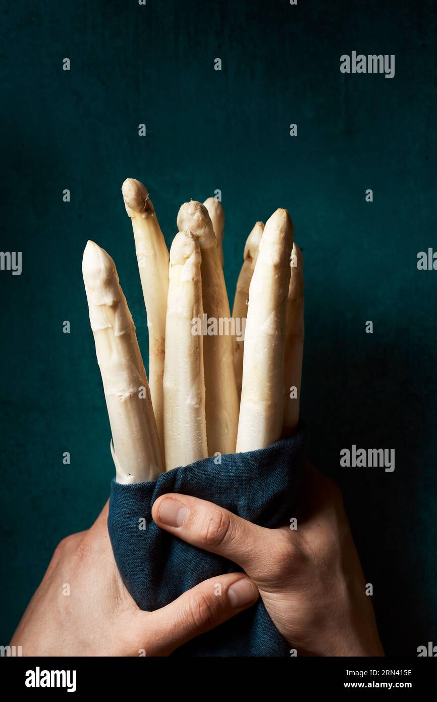 Bouquet d'asperges blanches crues fraîches enveloppées dans un chiffon sarcelle tenu dans les mains d'une femme. Asperges blanches de ferme hollandaise biologique. Image verticale vue de dessus. Banque D'Images
