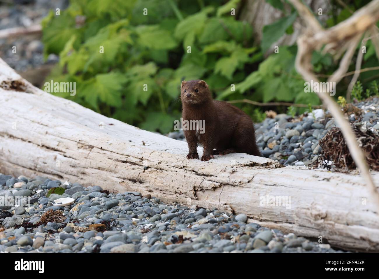 Vison américain (Neogale vison) Île de Vancouver, Colombie-Britannique, Canada Banque D'Images