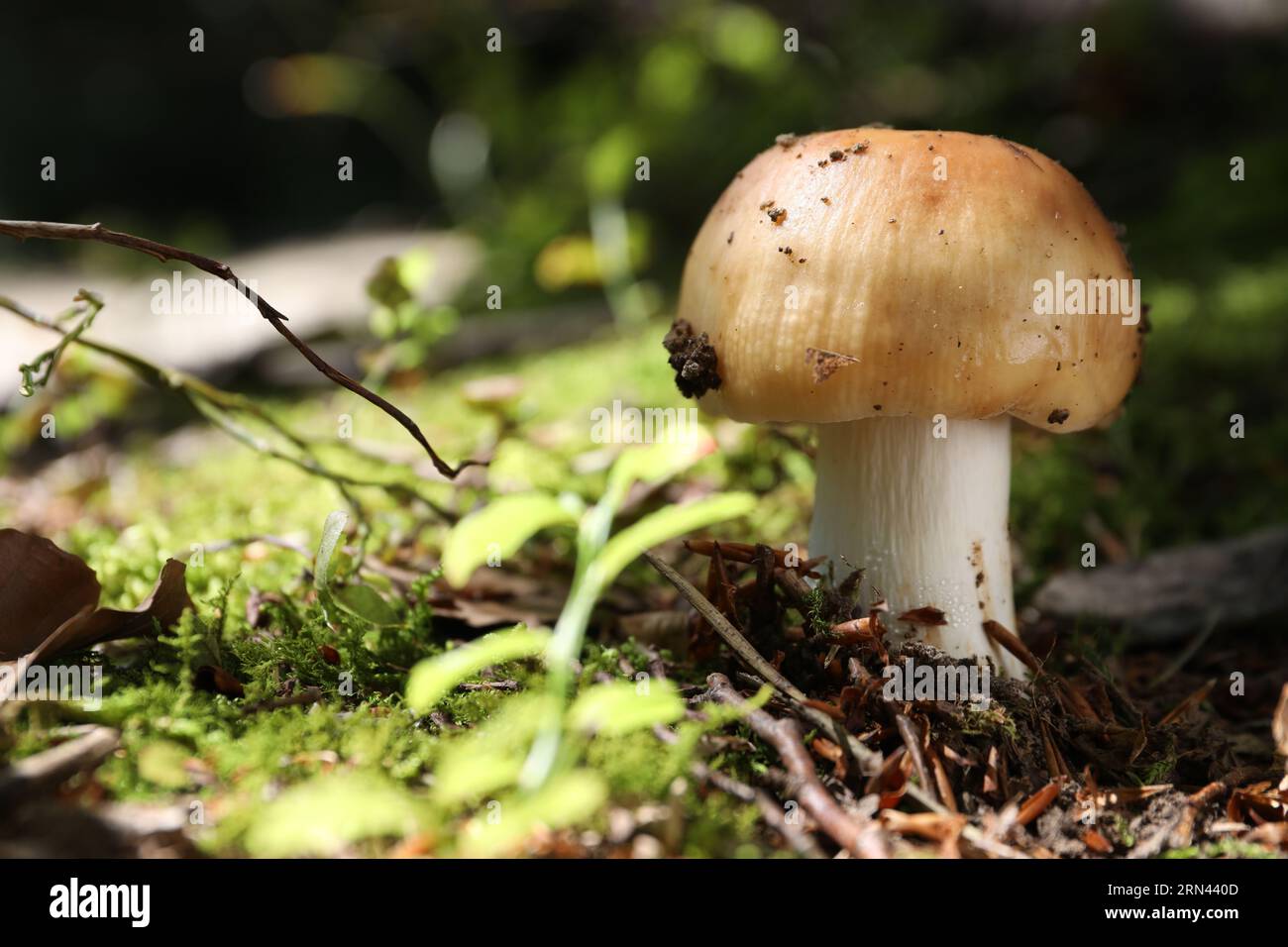 Un champignon poussant dans la forêt, gros plan. Espace pour le texte Banque D'Images