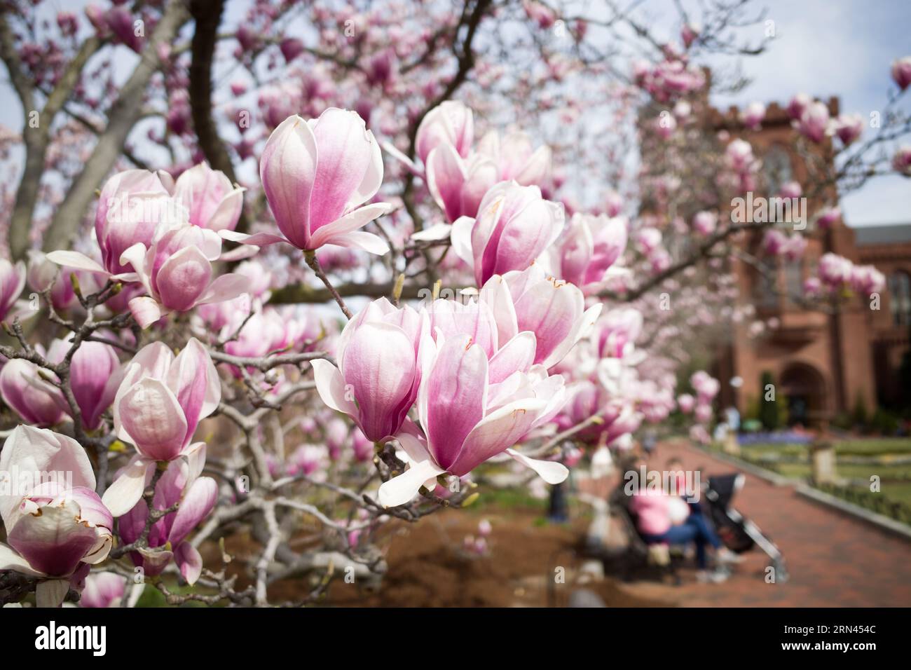 Saucer Magnolia Blooms Enid A Haupt Garden Washington DC // WASHINGTON DC — les Magnolias de soucoupe fleurissent dans le Enid A Haupt Garden, offrant une exposition vibrante sur fond de château Smithsonian. Le jardin, adjacent au National Mall, offre un endroit serein pour les résidents et les touristes, présentant une grande variété d'espèces végétales importantes pour la région. Une partie du château de Smithsonian peut être vue en arrière-plan. Banque D'Images