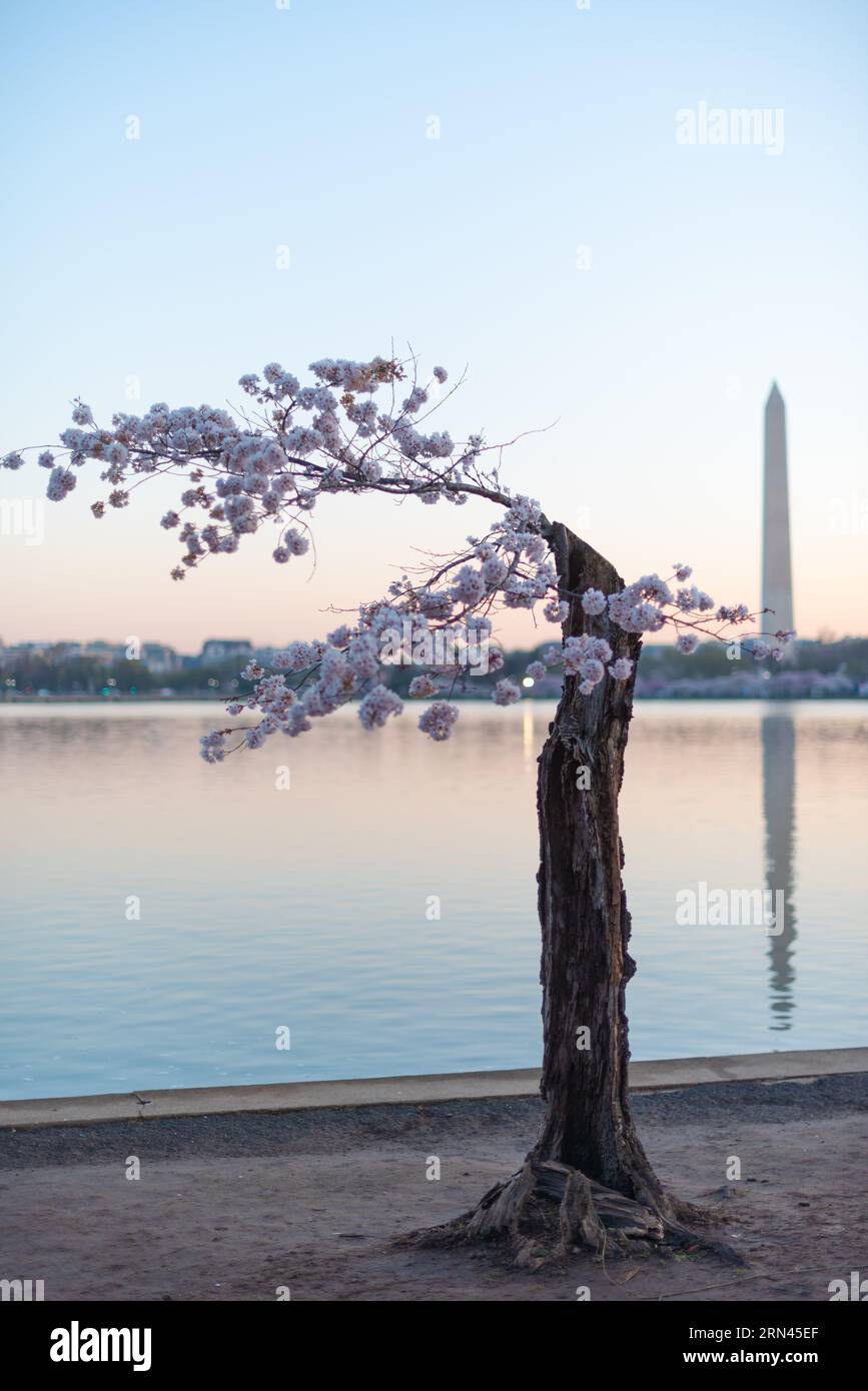 WASHINGTON DC, États-Unis — les cerisiers en pleine floraison enveloppent le bassin Tidal, marquant le début du printemps dans la capitale nationale. Cet événement annuel attire des milliers de personnes, symbolisant l'amitié durable entre les États-Unis et le Japon, un cadeau de Tokyo en 1912. Banque D'Images