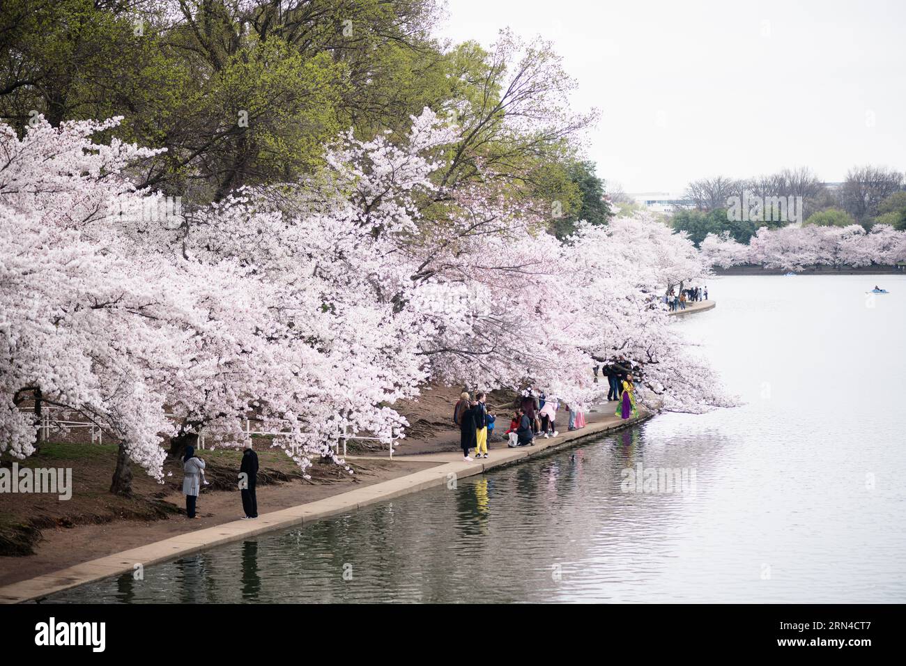 WASHINGTON DC, États-Unis — les cerisiers en pleine floraison enveloppent le bassin Tidal, marquant le début du printemps dans la capitale nationale. Cet événement annuel attire des milliers de personnes, symbolisant l'amitié durable entre les États-Unis et le Japon, un cadeau de Tokyo en 1912. Banque D'Images