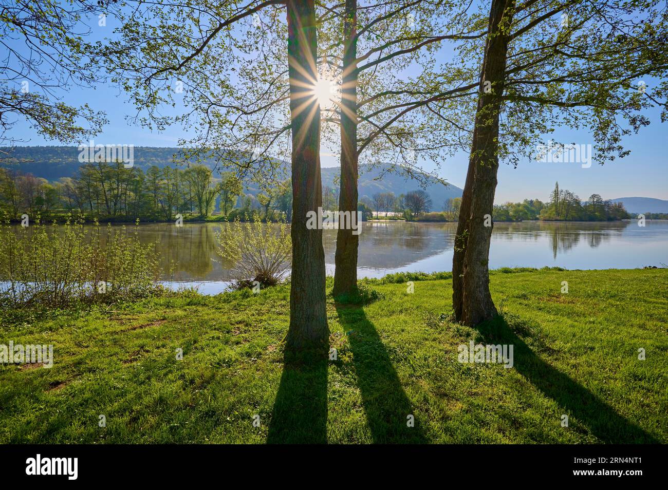 Paysage de rivière, banque, arbre, aulne, soleil, printemps, Laudenbach, quartier Miltenberg, Untermain, main, Spessart, Odenwald, Bavière, Allemagne Banque D'Images