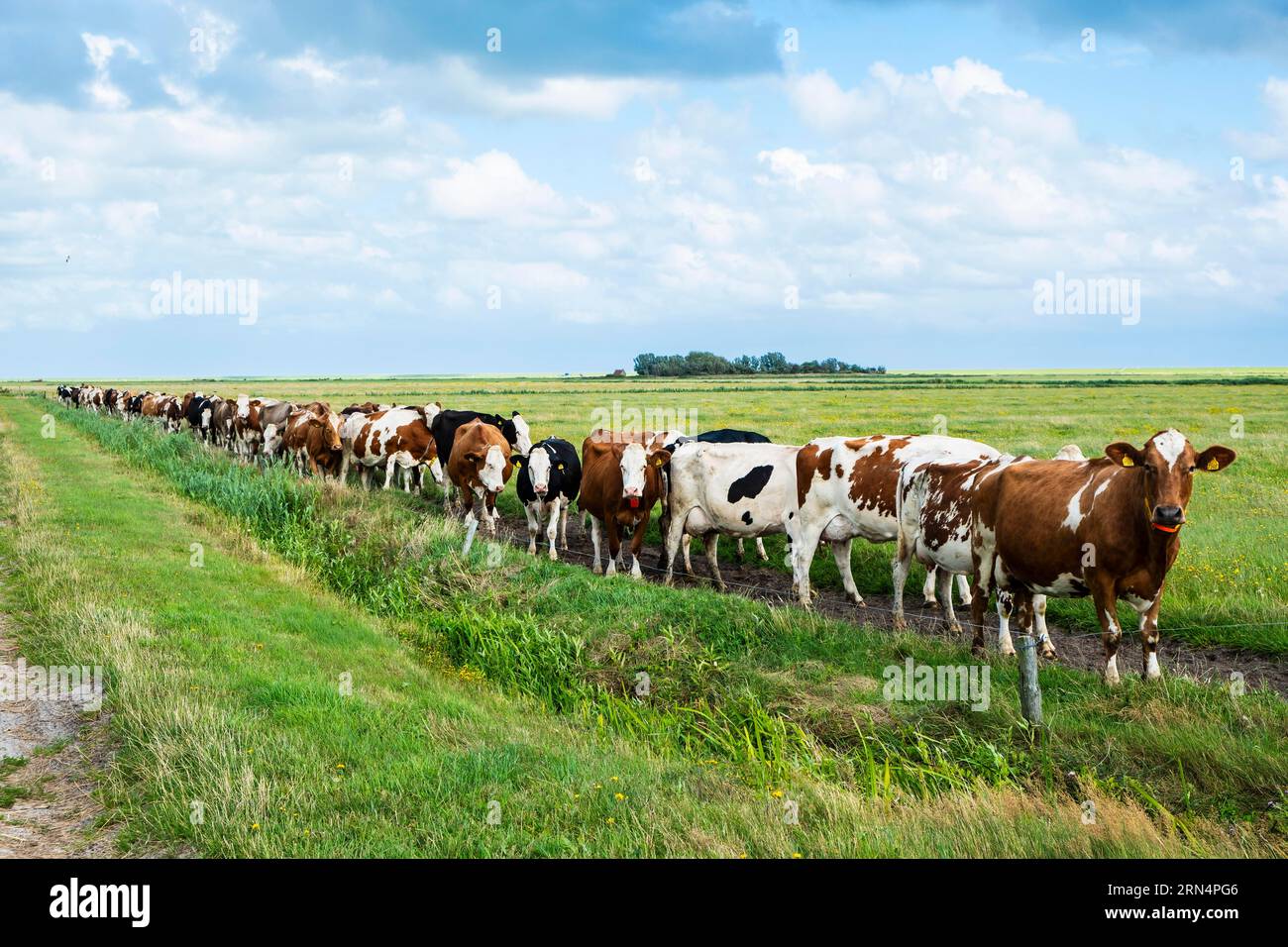 Un troupeau de vaches sur l'île de Terschelling chassé du pâturage pour la traite, Terschelling, pays-Bas Banque D'Images