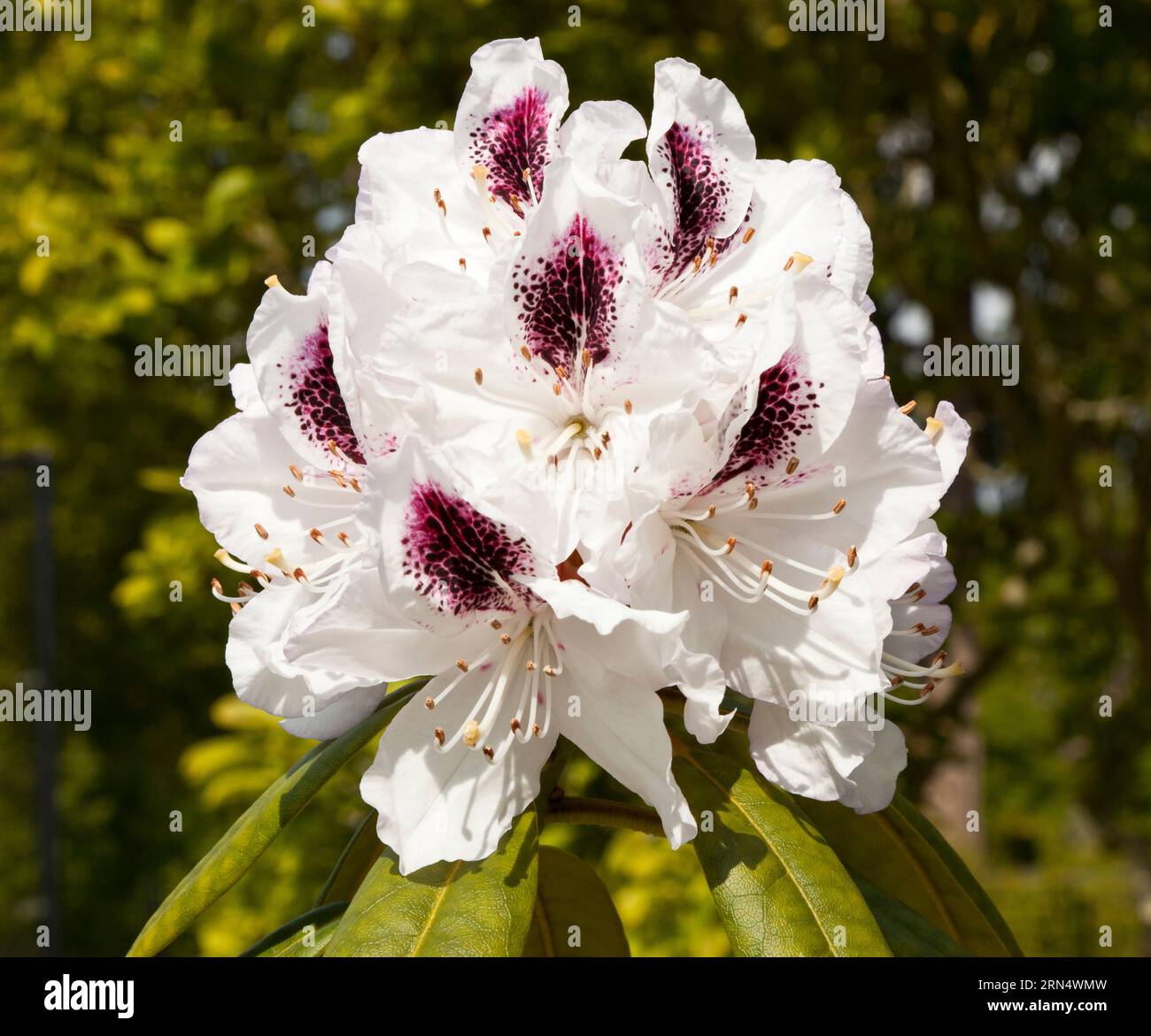 Fleurs de rhododendron à Norfolk, England, UK Banque D'Images