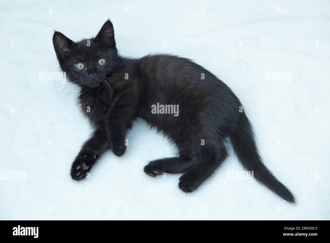 Chaton noir de neuf semaines allongé sur le sol, Allemagne Banque D'Images